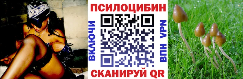 Псилоцибиновые грибы Psilocybe  Купить где  Иннополис 
